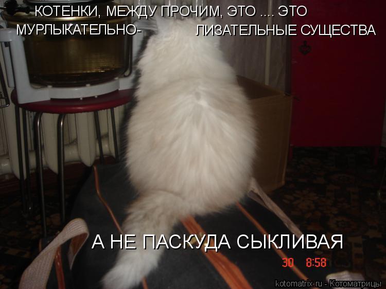 Котоматрица: КОТЕНКИ, МЕЖДУ ПРОЧИМ, ЭТО .... ЭТО  ЛИЗАТЕЛЬНЫЕ СУЩЕСТВА А НЕ ПАСКУДА СЫКЛИВАЯ МУРЛЫКАТЕЛЬНО-