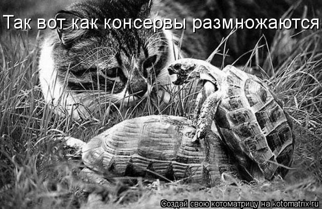 Котоматрица: Так вот как консервы размножаются!