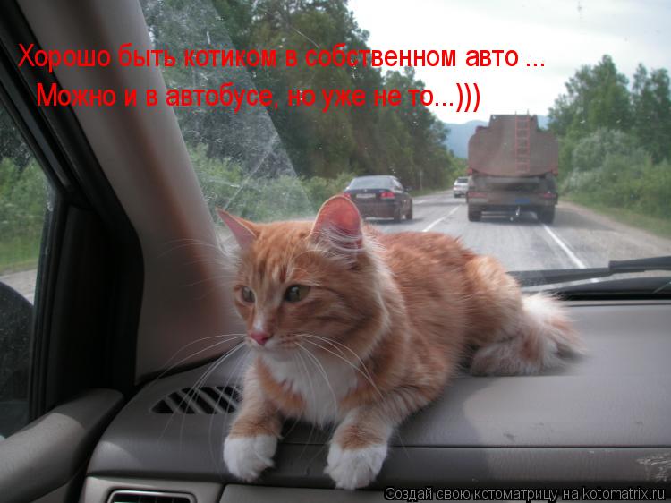 Котоматрица: Хорошо быть котиком в собственном авто ... Хорошо быть котиком в собственном авто ... Можно и в автобусе, но уже не то...)))