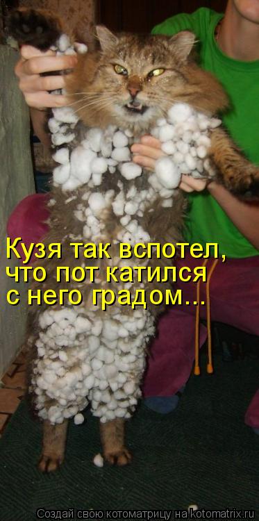 Кузя так вспотел, что пот катился с него градом...... Котоматрица: Кузя так вспотел, что пот катился с него градом...