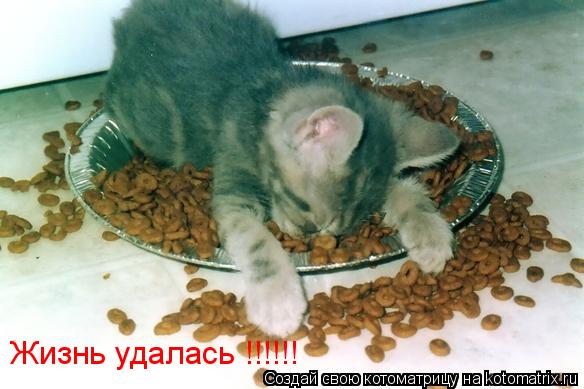 Котоматрица: Жизнь удалась !!!!!!