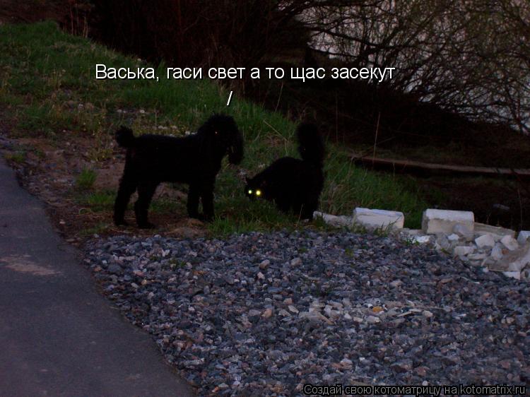 Васька, гаси свет а то щас засекут /... Котоматрица: Васька, гаси свет а то щас засекут /