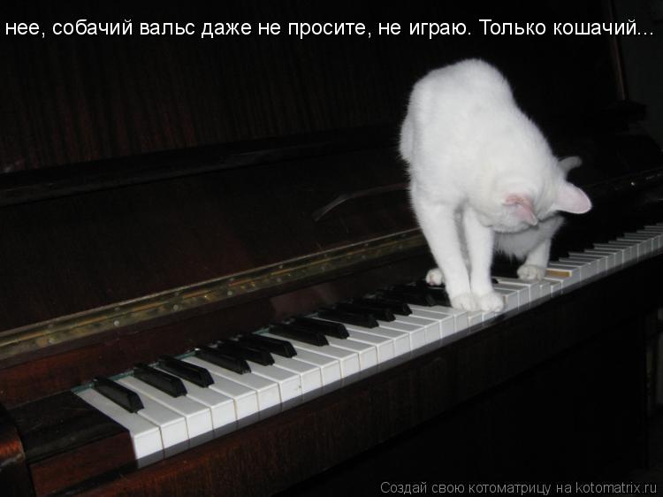 нее, собачий вальс даже не просите, не играю. Только кошачий...... Котоматрица: нее, собачий вальс даже не просите, не играю. Только кошачий...