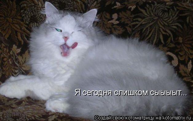 Я сегодня слишком сыыыыт...... Котоматрица: Я сегодня слишком сыыыыт...