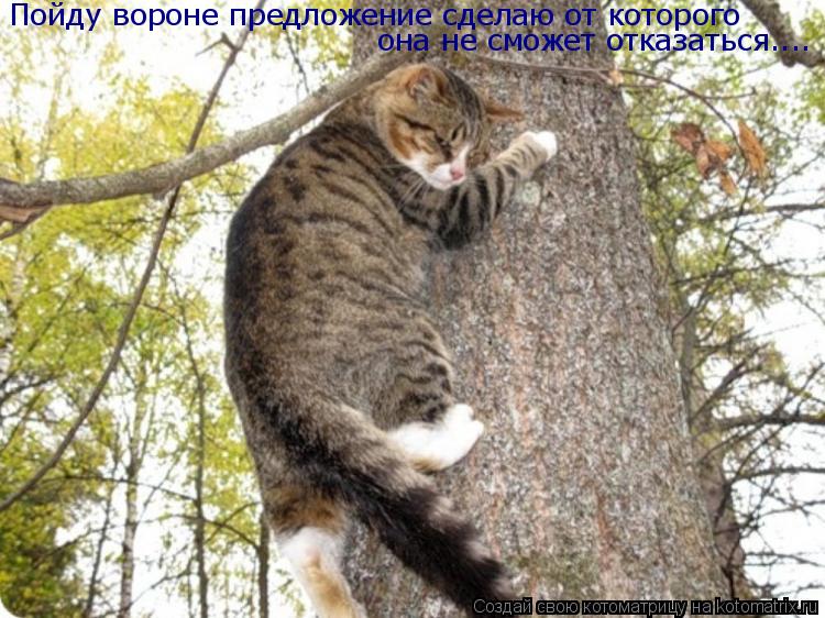 Пойду вороне предложение сделаю от которого она не сможет отказаться....... Котоматрица: Пойду вороне предложение сделаю от которого она не сможет отказаться....
