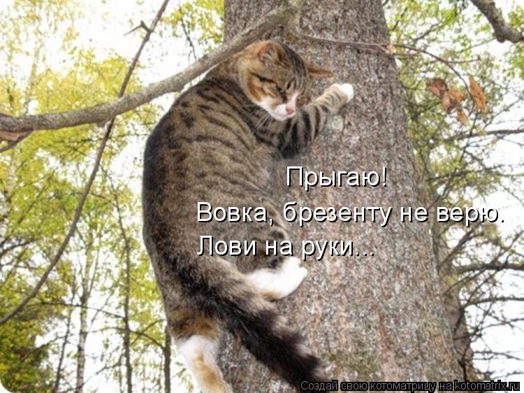 Котоматрица: Прыгаю! Вовка, брезенту не верю. Лови на руки...