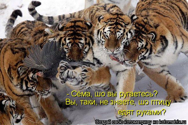 Котоматрица: едят руками? - Сёма, шо вы ругаетесь? Вы, таки, не знаете, шо птицу