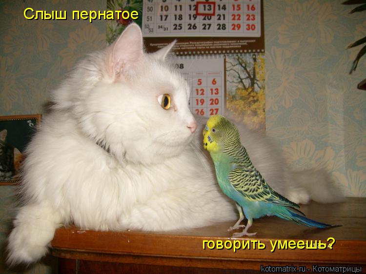 Слыш пернатое говорить умеешь?... Котоматрица: Слыш пернатое говорить умеешь?