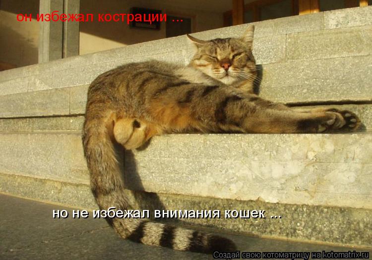 он избежал кострации ... но не избежал внимания кошек ...... Котоматрица: он избежал кострации ... но не избежал внимания кошек ...