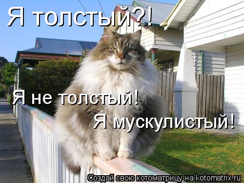 Я толстый?! Я не толстый! Я мускулистый!... Котоматрица: Я толстый?! Я не толстый! Я мускулистый!