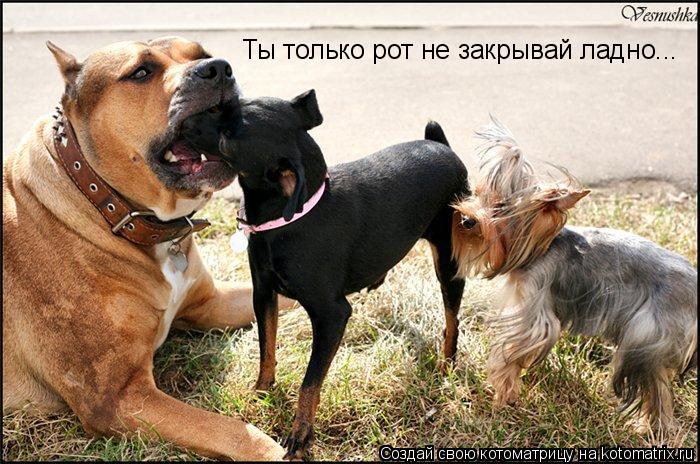 Ты только рот не закрывай ладно...... Котоматрица: Ты только рот не закрывай ладно...