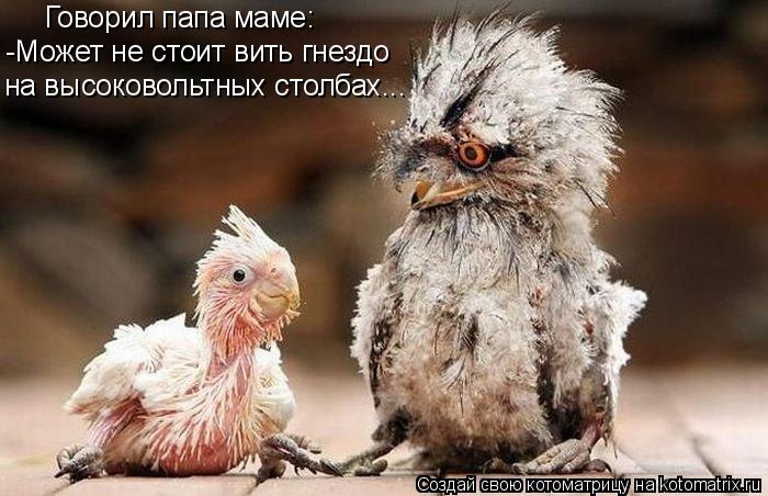 Говорил папа маме: -Может не стоит вить гнездо на высоковольтных столбах...... Котоматрица: Говорил папа маме: -Может не стоит вить гнездо на высоковольтных столбах...