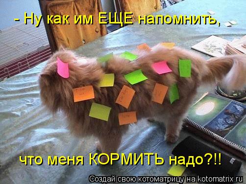 - Ну как им ЕЩЕ напомнить, что меня КОРМИТЬ надо?!!... Котоматрица: - Ну как им ЕЩЕ напомнить, что меня КОРМИТЬ надо?!!
