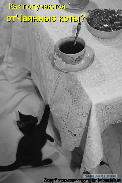 Как получаются отЧаянные коты?... Котоматрица: Как получаются отЧаянные коты?