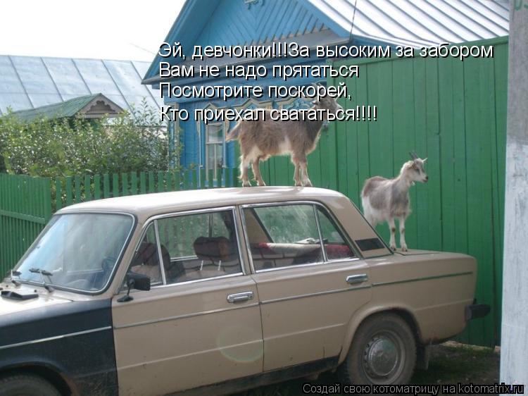 Котоматрица: Эй, девчонки!!!За высоким за забором Вам не надо прятаться Посмотрите поскорей, Кто приехал свататься!!!!