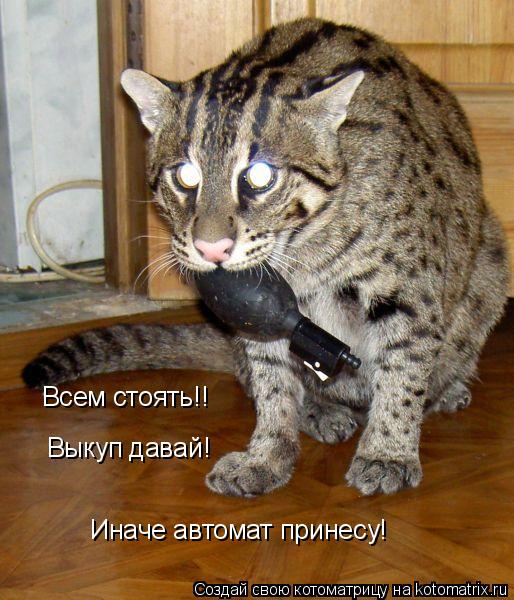 Всем стоять!! Выкуп давай! Иначе автомат принесу!... Котоматрица: Всем стоять!! Выкуп давай! Иначе автомат принесу!