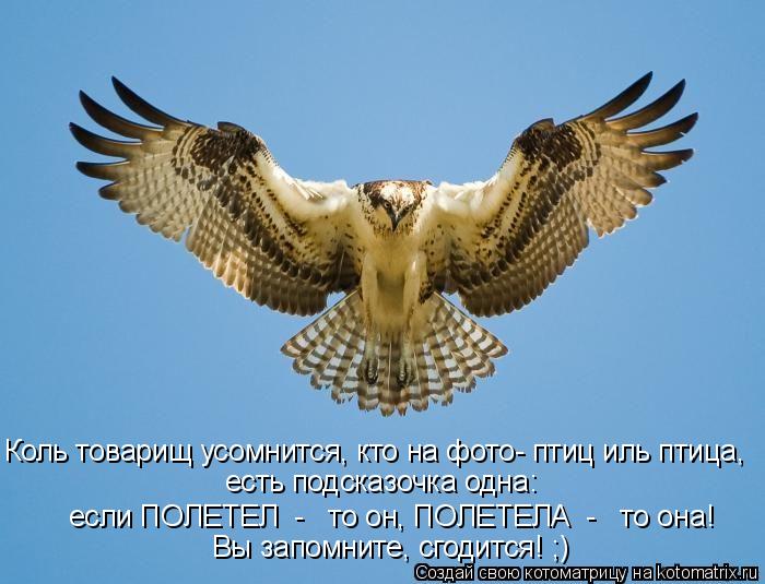 Коль товарищ усомнится, кто на фото- птиц иль птица, есть подсказочка одна: если ПОЛЕТЕЛ - то он,... Котоматрица: Коль товарищ усомнится, кто на фото- птиц иль птица, есть подсказочка одна: если ПОЛЕТЕЛ - то он, ПОЛЕТЕЛА - то она! Вы запомните, сгодится!