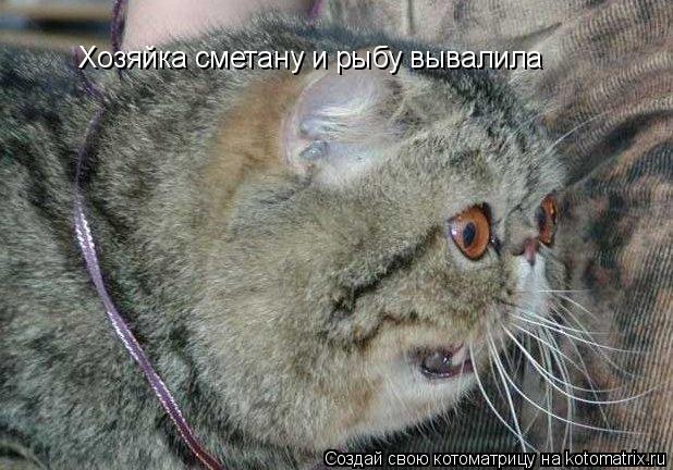Хозяйка сметану и рыбу вывалила... Котоматрица: Хозяйка сметану и рыбу вывалила
