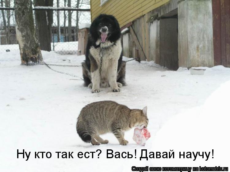 Ну кто так ест? Вась! Давай научу!... Котоматрица: Ну кто так ест? Вась! Давай научу!