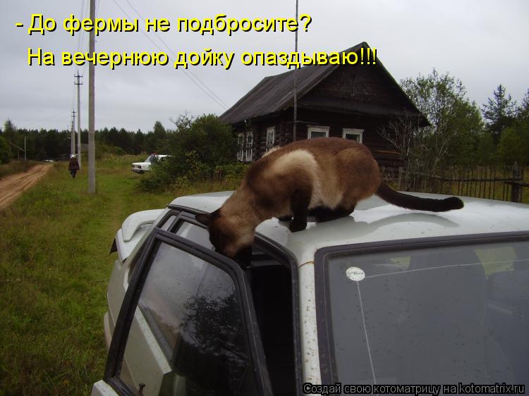 - До фермы не подбросите? На вечернюю дойку опаздываю!!!... Котоматрица: - До фермы не подбросите? На вечернюю дойку опаздываю!!!