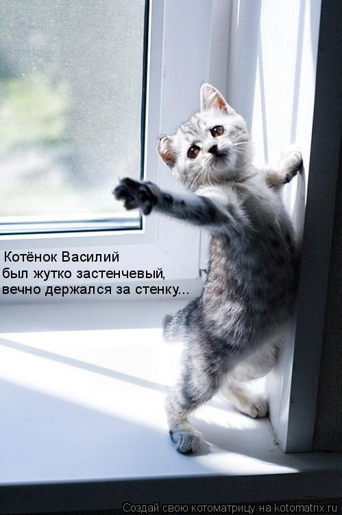 Котоматрица: Котёнок Василий был жутко застенчевый , вечно держался за стенку...