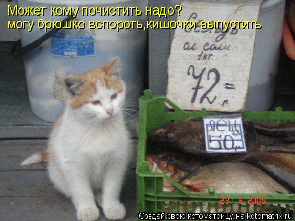 Может кому почистить надо? могу брюшко вспороть,кишочки выпустить... Котоматрица: Может кому почистить надо? могу брюшко вспороть,кишочки выпустить
