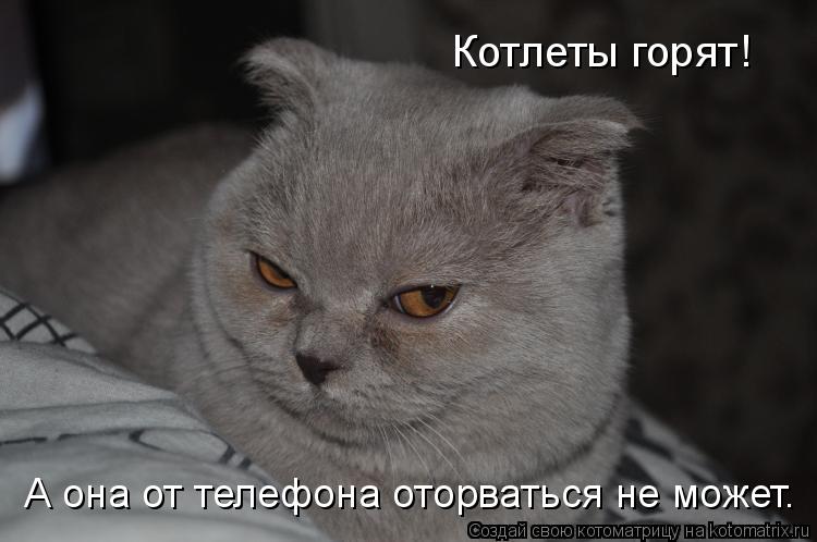Котлеты горят! А она от телефона оторваться не может.... Котоматрица: Котлеты горят! А она от телефона оторваться не может.