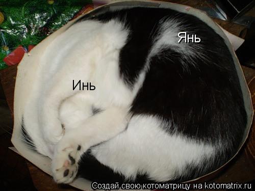 Инь Янь... Котоматрица: Инь Янь