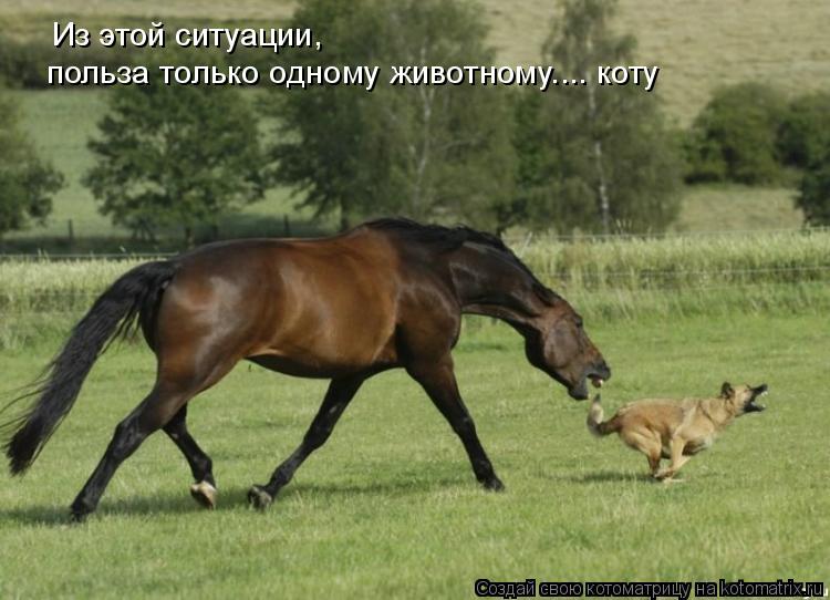 Котоматрица: Из этой ситуации,  польза только одному животному.... коту