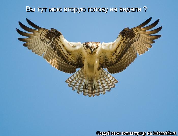 Вы тут мою вторую голову не видели ?... Котоматрица: Вы тут мою вторую голову не видели ?