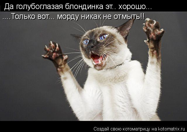 Да голубоглазая блондинка эт.. хорошо... ....Только вот... морду никак не отмыть!!... Котоматрица: Да голубоглазая блондинка эт.. хорошо... ....Только вот... морду никак не отмыть!!