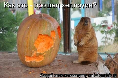 Как это - прошел хеллоуин?... Котоматрица: Как это - прошел хеллоуин?