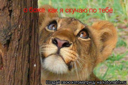 как я скучаю по тебе о боже... Котоматрица: как я скучаю по тебе о боже