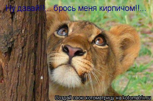 Ну давай!!,.. брось меня кирпичом!!...... Котоматрица: Ну давай!!,.. брось меня кирпичом!!...