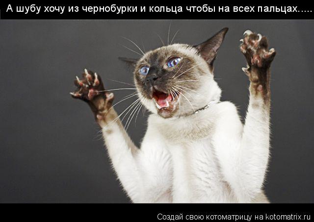 А шубу хочу из чернобурки и кольца чтобы на всех пальцах........ Котоматрица: А шубу хочу из чернобурки и кольца чтобы на всех пальцах.....