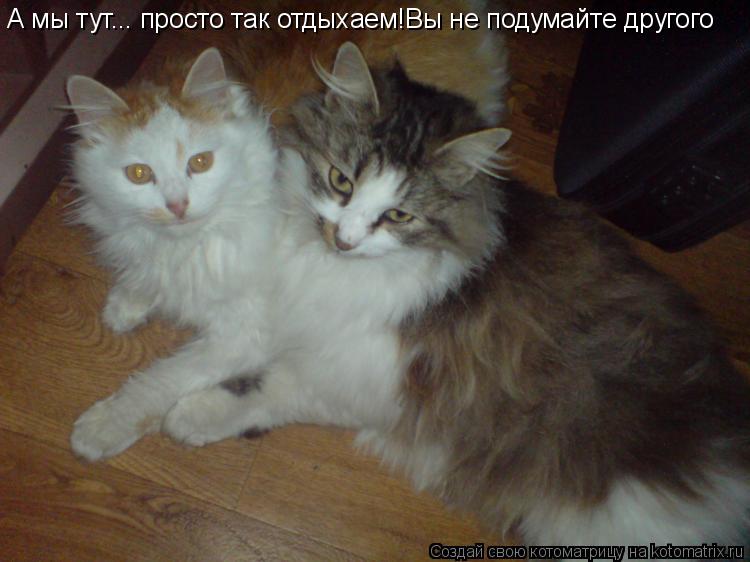 А мы тут... просто так отдыхаем!Вы не подумайте другого... Котоматрица: А мы тут... просто так отдыхаем!Вы не подумайте другого
