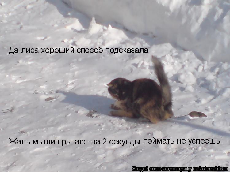 Да лиса хороший способ подсказала Жаль мыши прыгают на 2 секунды поймать не успеешь!... Котоматрица: Да лиса хороший способ подсказала Жаль мыши прыгают на 2 секунды поймать не успеешь!