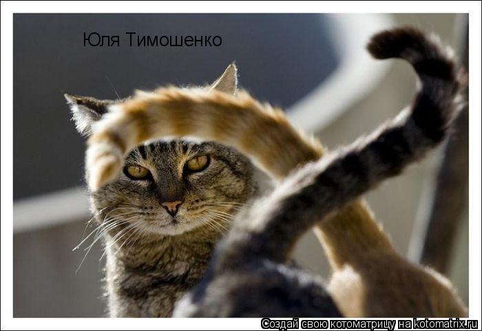 Юля Тимошенко... Котоматрица: Юля Тимошенко