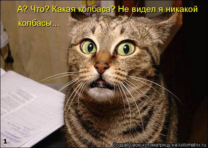 Котоматрица: А? Что? Какая колбаса? Не видел я никакой колбасы...