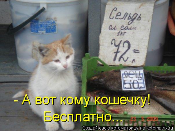 - А вот кому кошечку! Бесплатно...... Котоматрица: - А вот кому кошечку! Бесплатно...