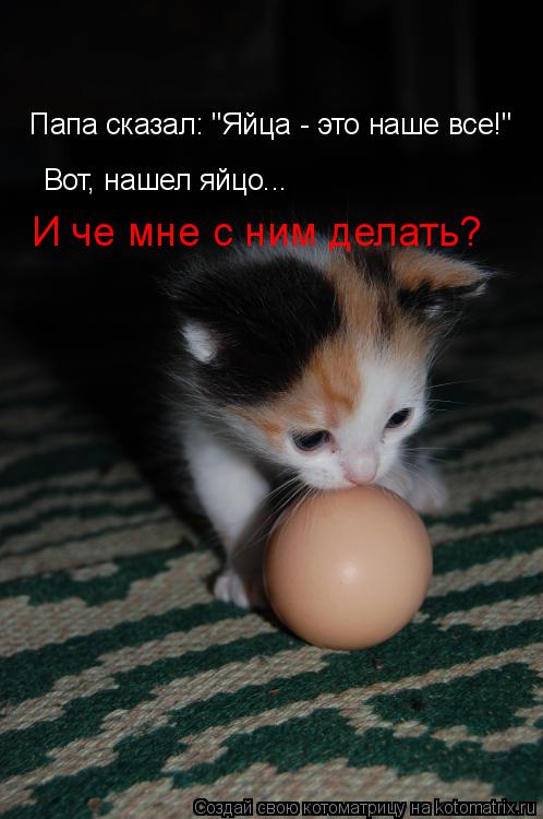 Котоматрица: Вот, нашел яйцо... И че мне с ним делать? Папа сказал: "Яйца - это наше все!"
