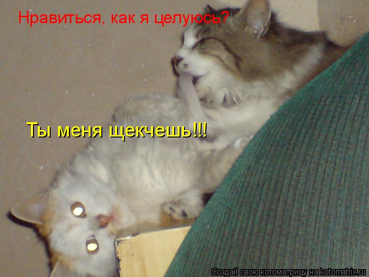 Нравиться, как я целуюсь? Ты меня щекчешь!!!... Котоматрица: Нравиться, как я целуюсь? Ты меня щекчешь!!!