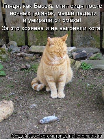 Глядя, как Васька спит сидя после ночных гулянок, мыши падали и умирали от смеха! За это хозяева и ... Котоматрица: Глядя, как Васька спит сидя после ночных гулянок, мыши падали и умирали от смеха! За это хозяева и не выгоняли кота.