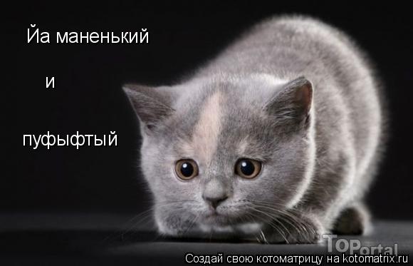 и Йа маненький пуфыфтый... Котоматрица: и Йа маненький пуфыфтый