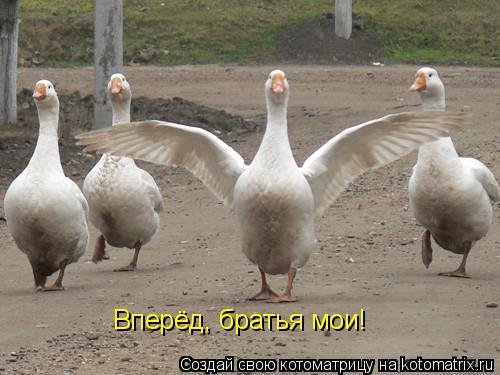 Вперёд, братья мои!... Котоматрица: Вперёд, братья мои!