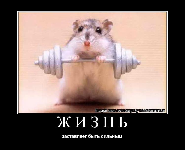 Котоматрица: Жизнь заставляет быть сильным