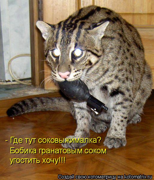 Котоматрица: - Где тут соковыжималка? Бобика гранатовым соком  угостить хочу!!!