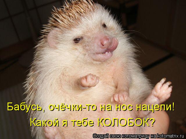 Котоматрица: Бабусь, очёчки-то на нос нацепи! Какой я тебе КОЛОБОК?