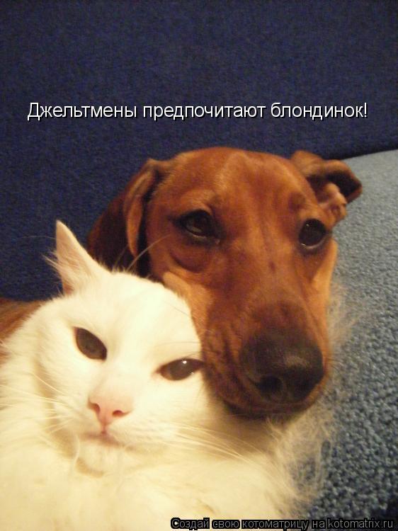 Котоматрица: Джельтмены предпочитают блондинок!