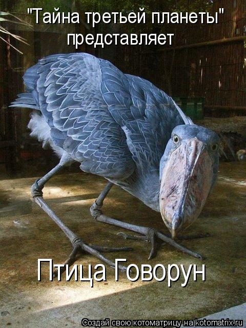 Котоматрица: "Тайна третьей планеты" представляет Птица Говорун